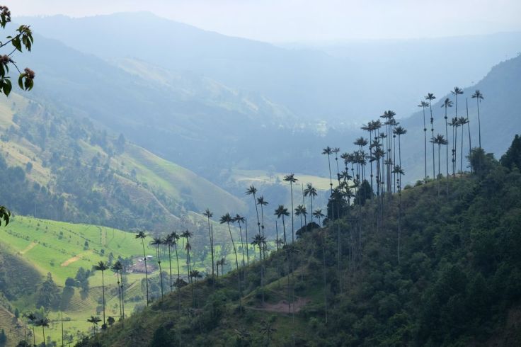 Les palmiers de Cocora