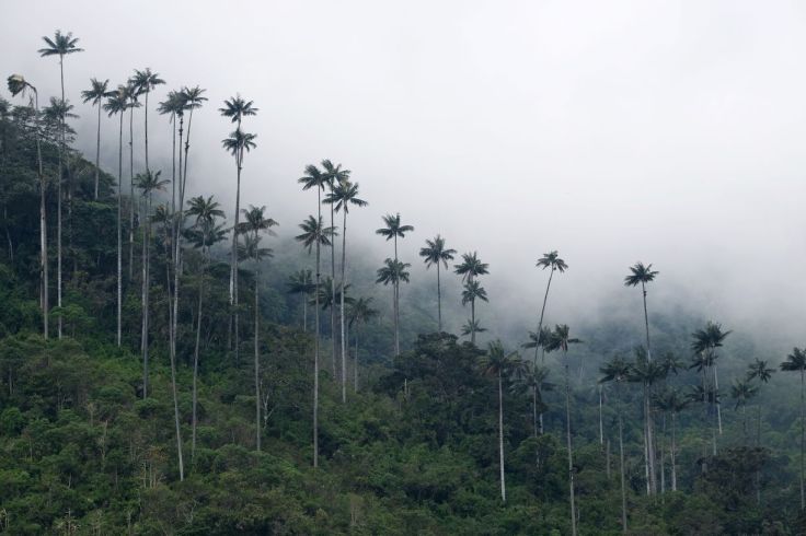 Palmiers à cire dans les nuages
