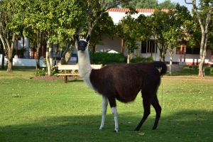 Lama à l'hôtel
