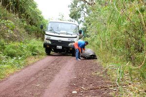 Tortue géante sur la route