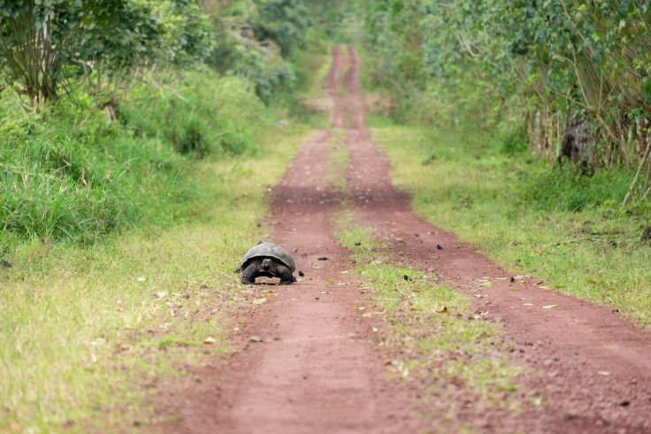 Tortue en chemin