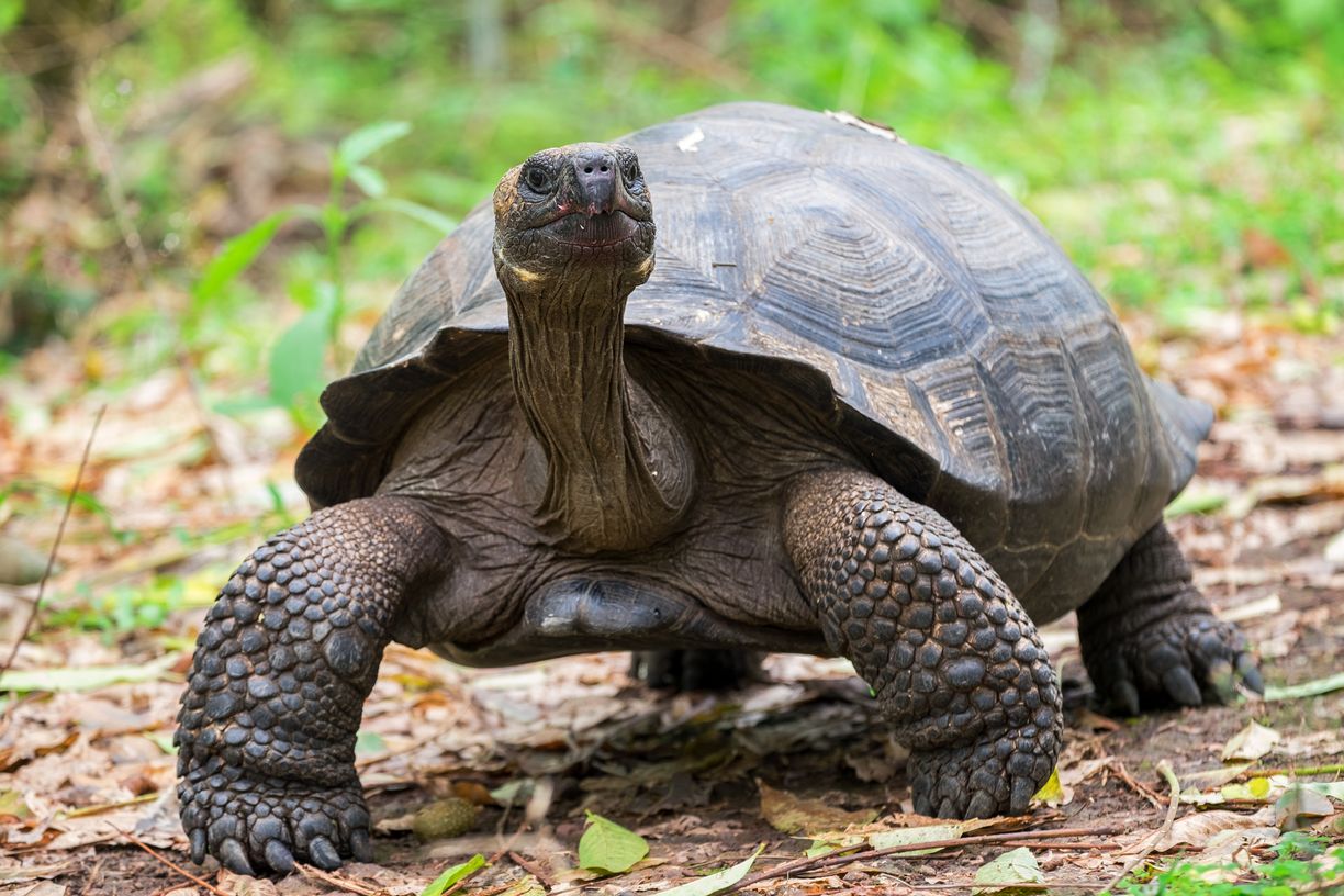 Tortue géante Galapagos