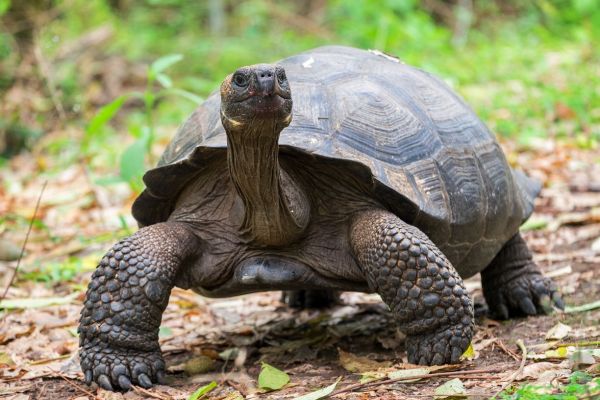 Tortue géante Galapagos