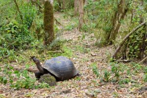 Tortue dans la forêt