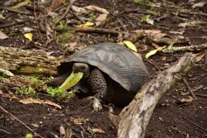 Tortue géante qui mange