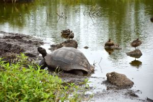 Tortue géante qui sort du lac