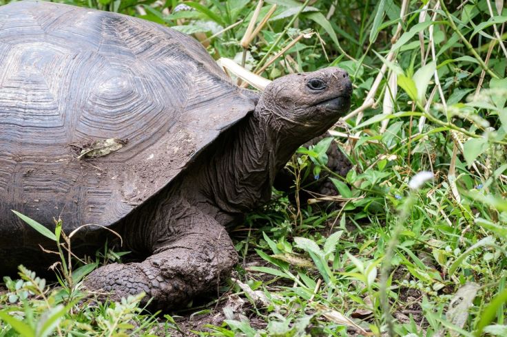 Tortue géante Galapagos (carapace en forme de dôme)
