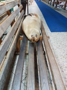 Otarie qui squatte !