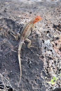 Microlophus ou Lava Lizard