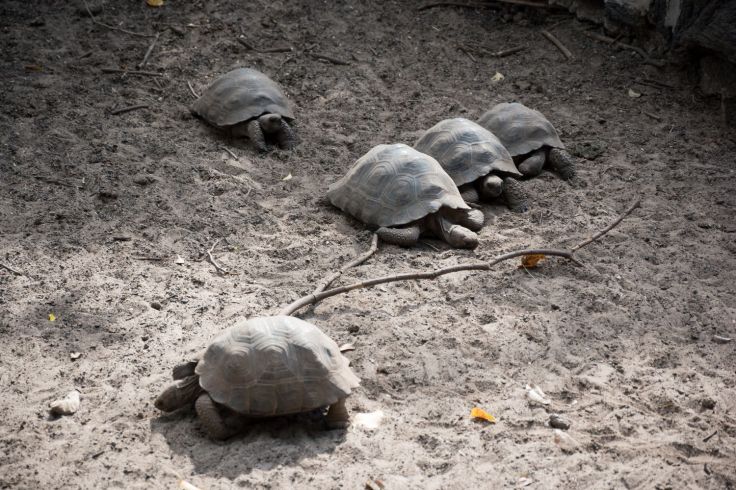 Bébés tortues du Centro de Crianza