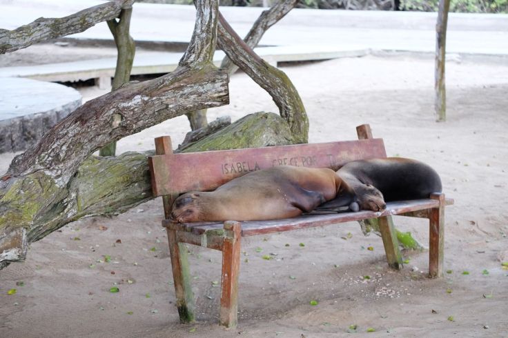 Les otaries squatteuses