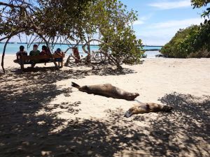 Les otaries bronzent près des gens