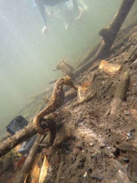 Hippocampe de la taille d'une main