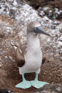 Fou à pattes bleues