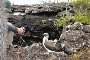 Cette fois c'est le Fou qui est curieux et s'approche du touriste...