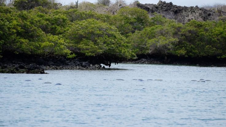 Carapaces de tortues marines