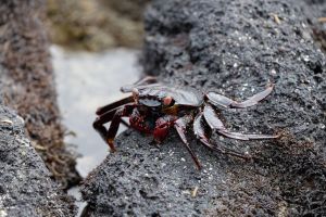 Jeune Grapsus grapsus