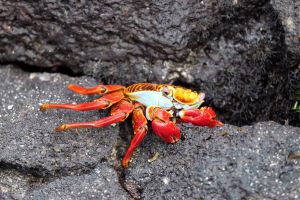Grapsus grapsus ou Sally-pied-léger