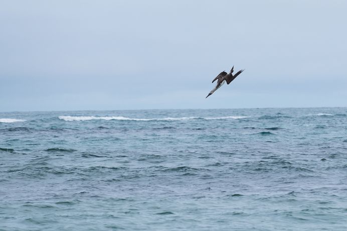 Plongeon du fou à patte bleue