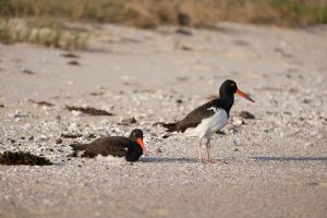 Huîtriers d'Amérique