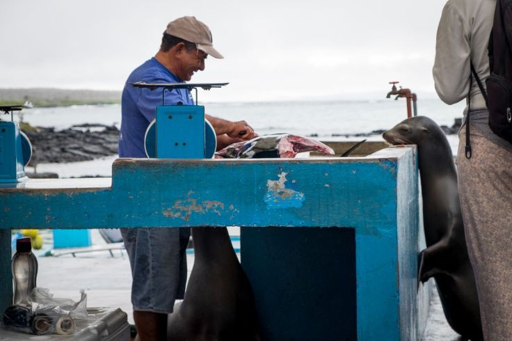 Je mangerai bien un poisson