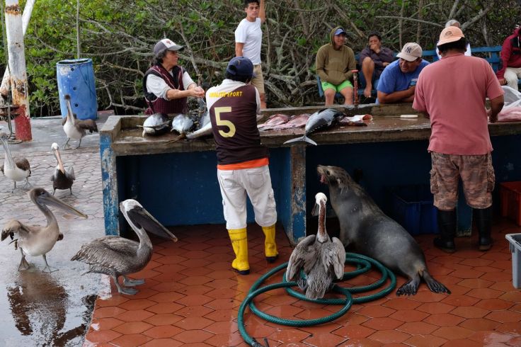 Marché aux poissons