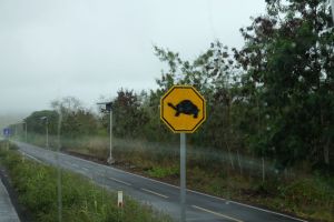 Traversée de tortues!