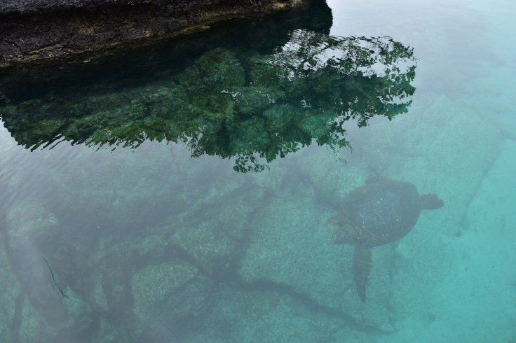 Tortue marine vue d'au-dessus