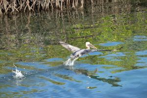 Décollage du Pélican