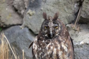 Hiboux aux yeux jaunes