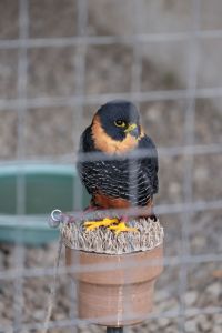 Rapace noir et orange