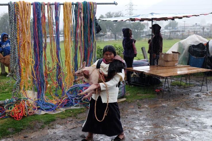 Cochon dans les bras