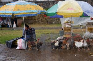 Volaille en tout genre