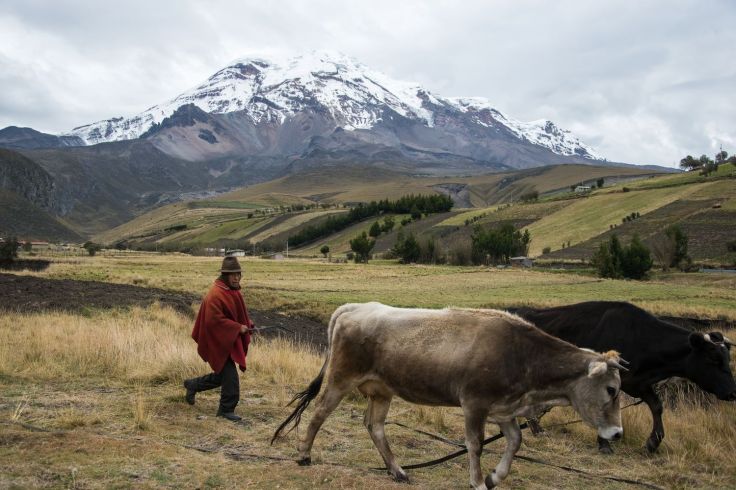 Vaches devant le Chimborazo