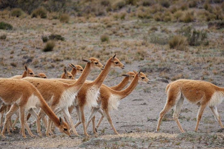 Troupeau de Vicuñas (vigognes)