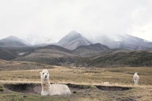 Les Alpacas se la coulent douce