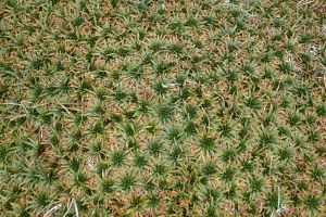 Nourriture pour Alpaca