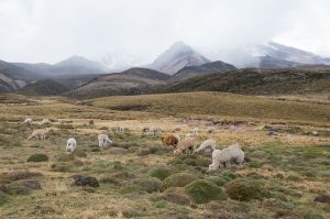Troupeau d'alpacas