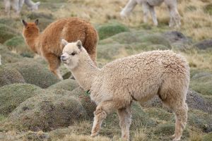 Un Alpaca bien touffu