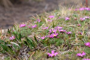 Fleurs dans le parc Cajas