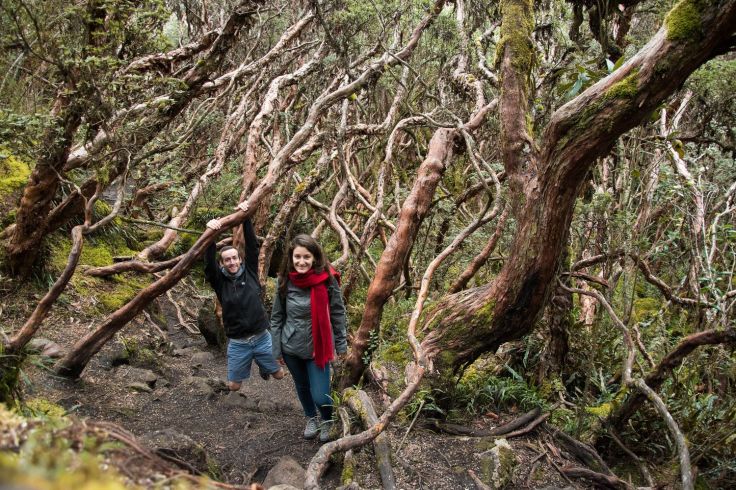 Forêt d'arbres à papier