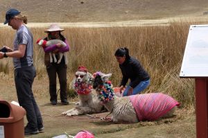Encore un attrape touriste sur le chemin du Glacier Pastoruri