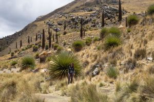 Pour avoir l'échelle des bébés Puya Raimondii